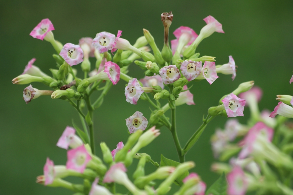 Nicotiana flowers