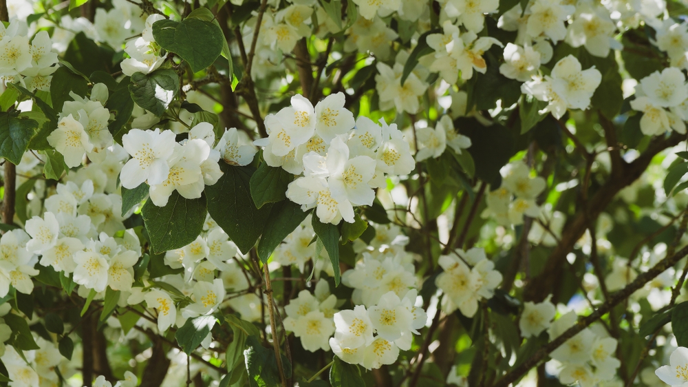 (Philadelphus inodorus) Scentless mock orange is an upright, loosely growing, picturesque large shrub producing white flowers above dark green, egg-shaped leaves turn bright yellow in autumn