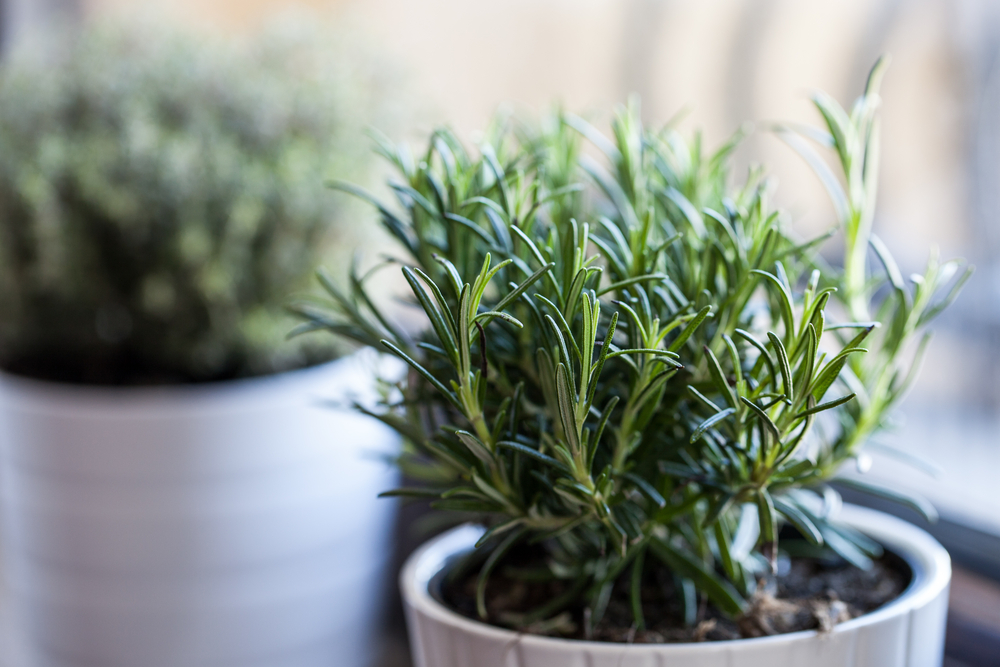 Rosemary in white pot with other white pot herb as background
