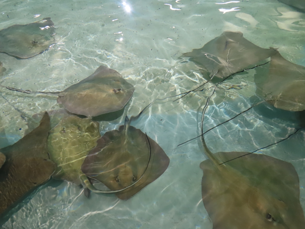 large dark stingrays inside a giant pool at the zoo