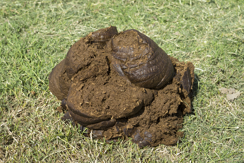 cow dung