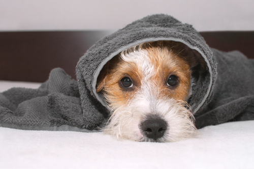 Cute dog is lying on bed after taking bath, covered with grey towel and looking at camera. Pet looks sad and suppressed. Offending puppy hiding under the blanket. Funny domestic animal scene.