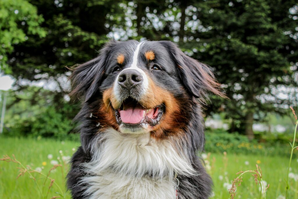 swwet image of Bernese dog