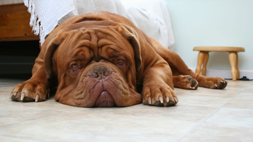 cute brown dog sleeping 