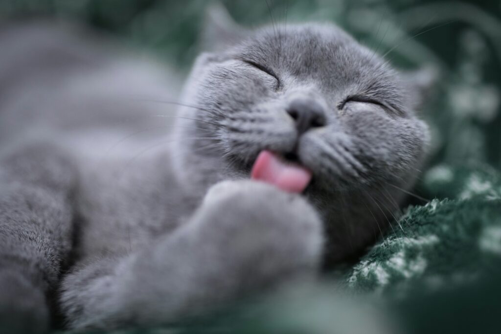 russian blue cat licking paw