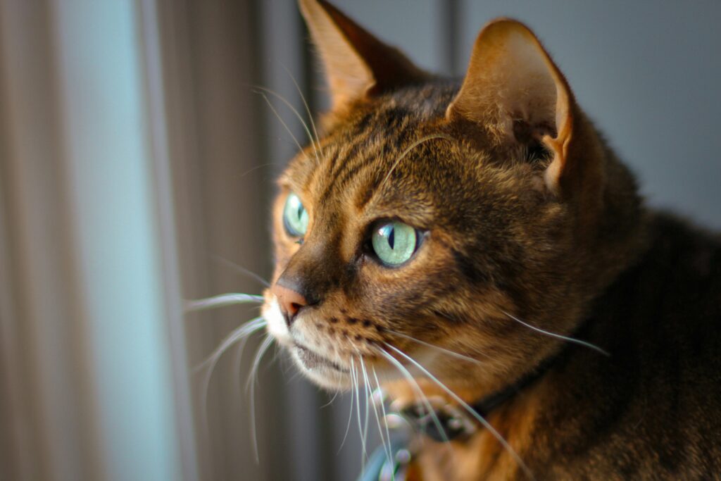 cute cat with green eyes