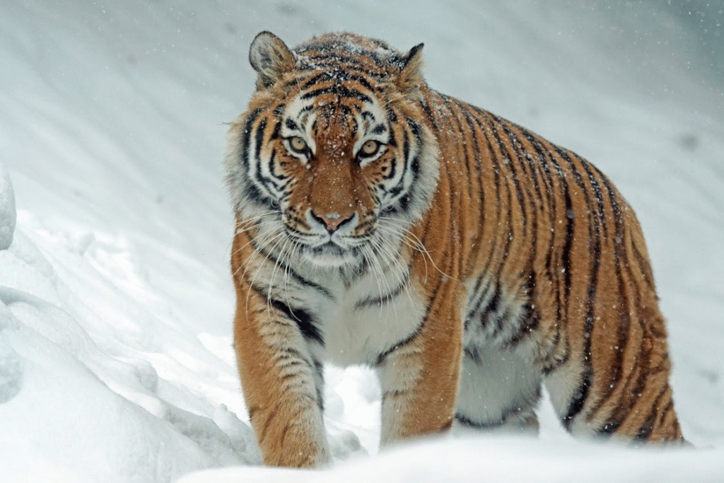 close up of tiger in snow