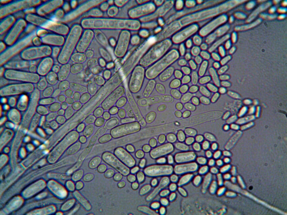 close up of bacteria