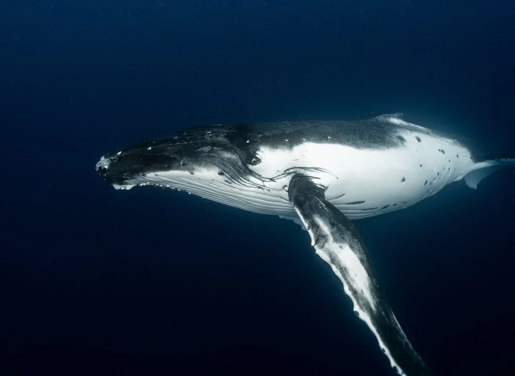 image of blue whale