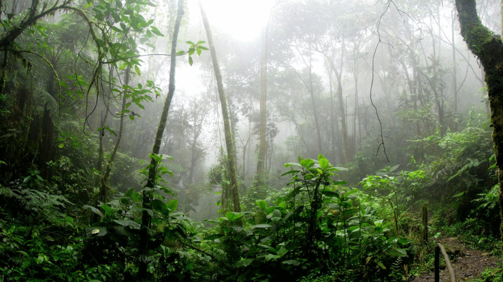 image of amazon jungle