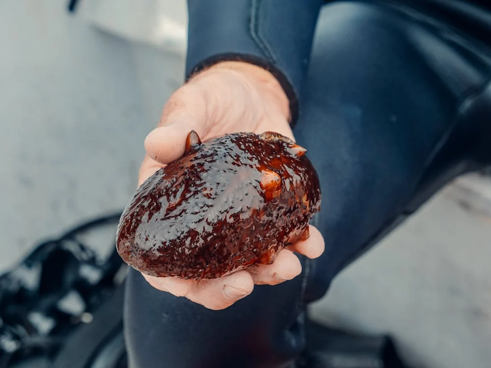 image of sea cucumber