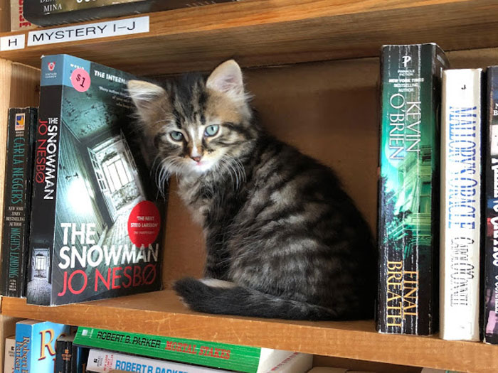 kitten on bookshelf