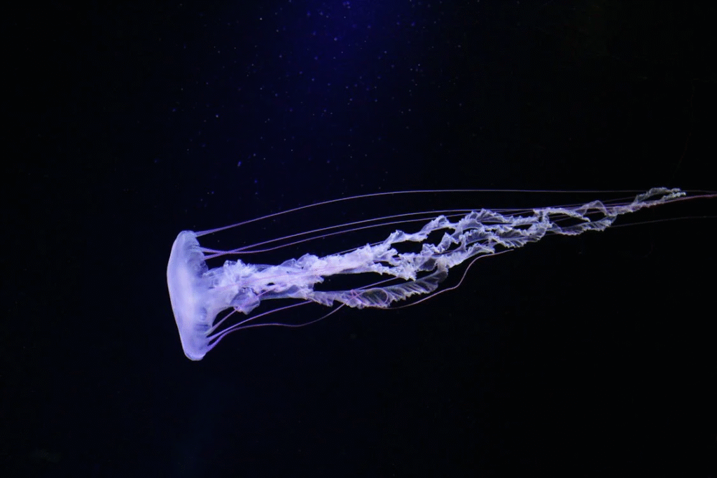 lone jelly fish