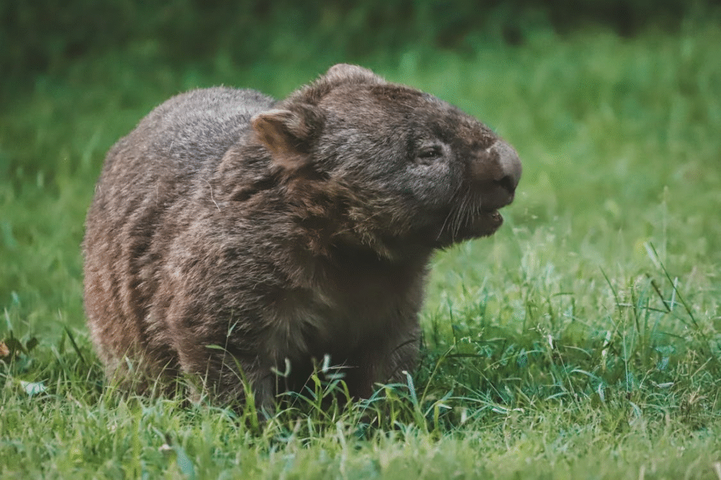 image of wombat
