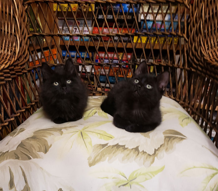 two black kittens
