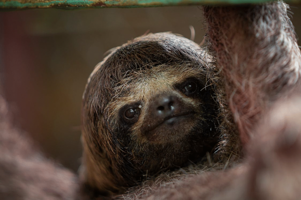 close up of sloth