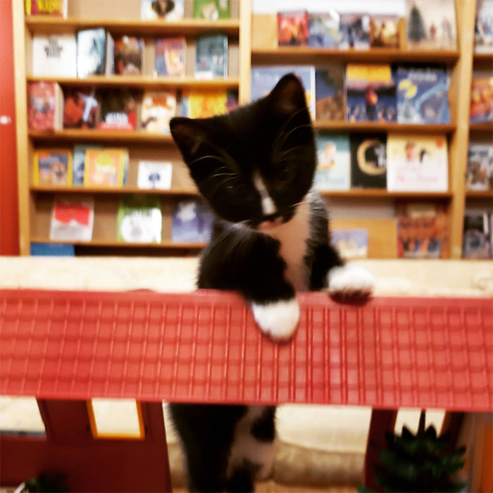 black and white kitten in book store