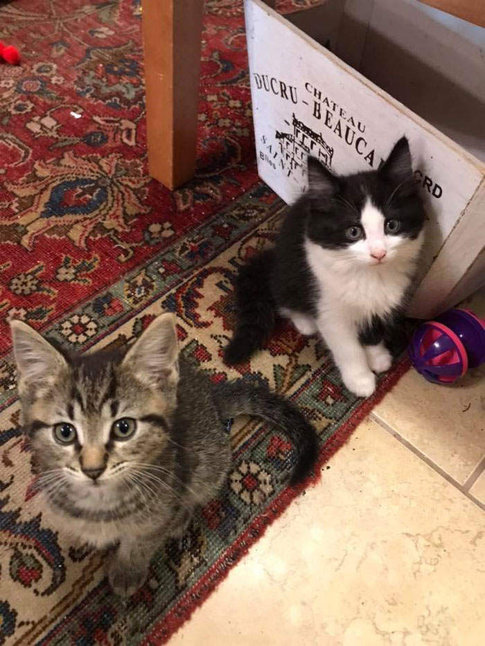 two kittens on Persian carpet