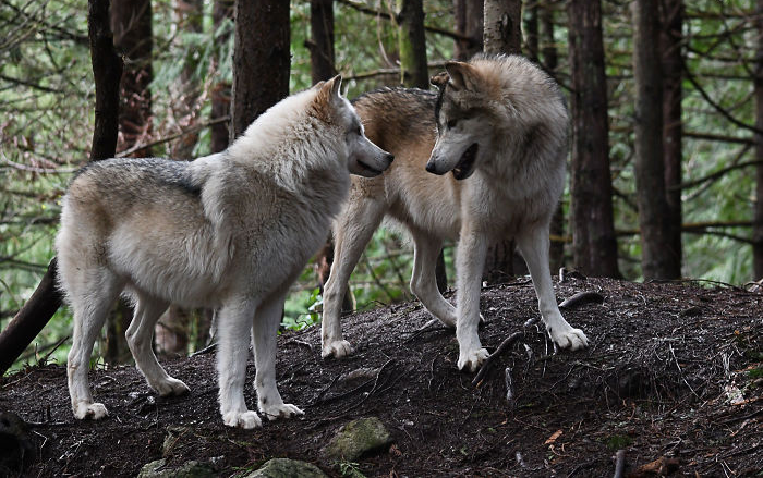 two coastal wolves