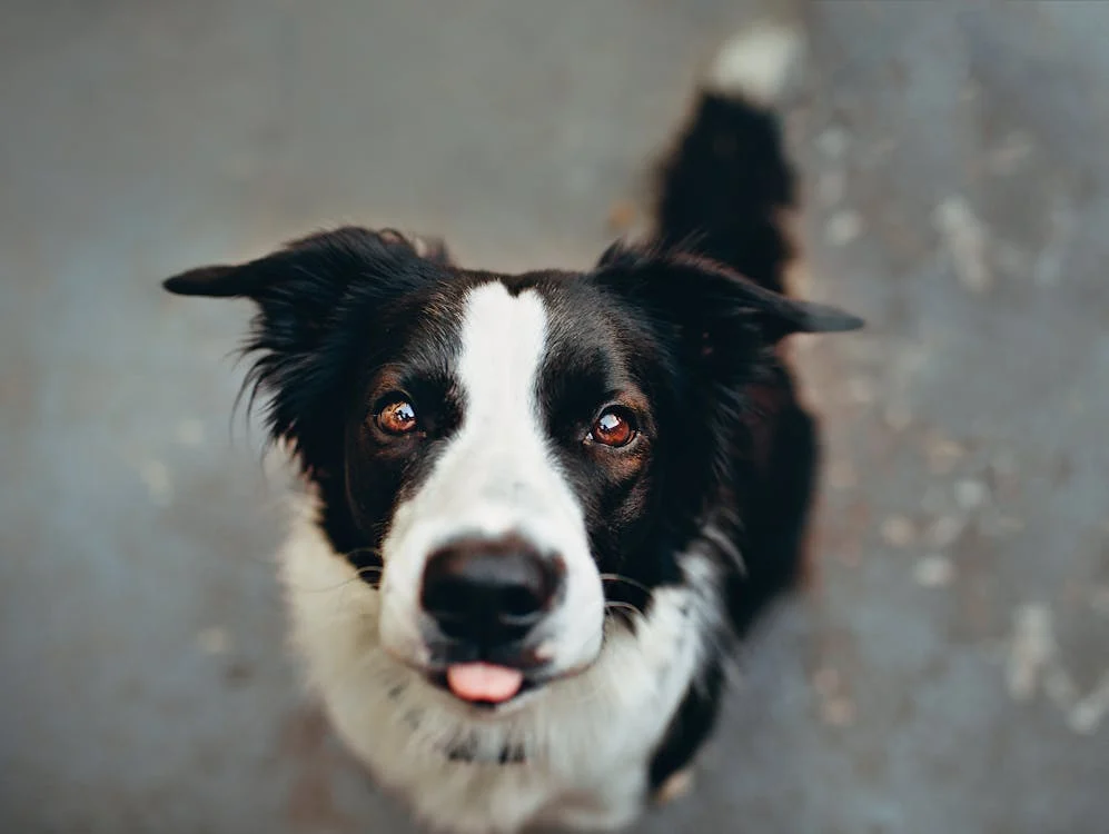 close up image of border collie