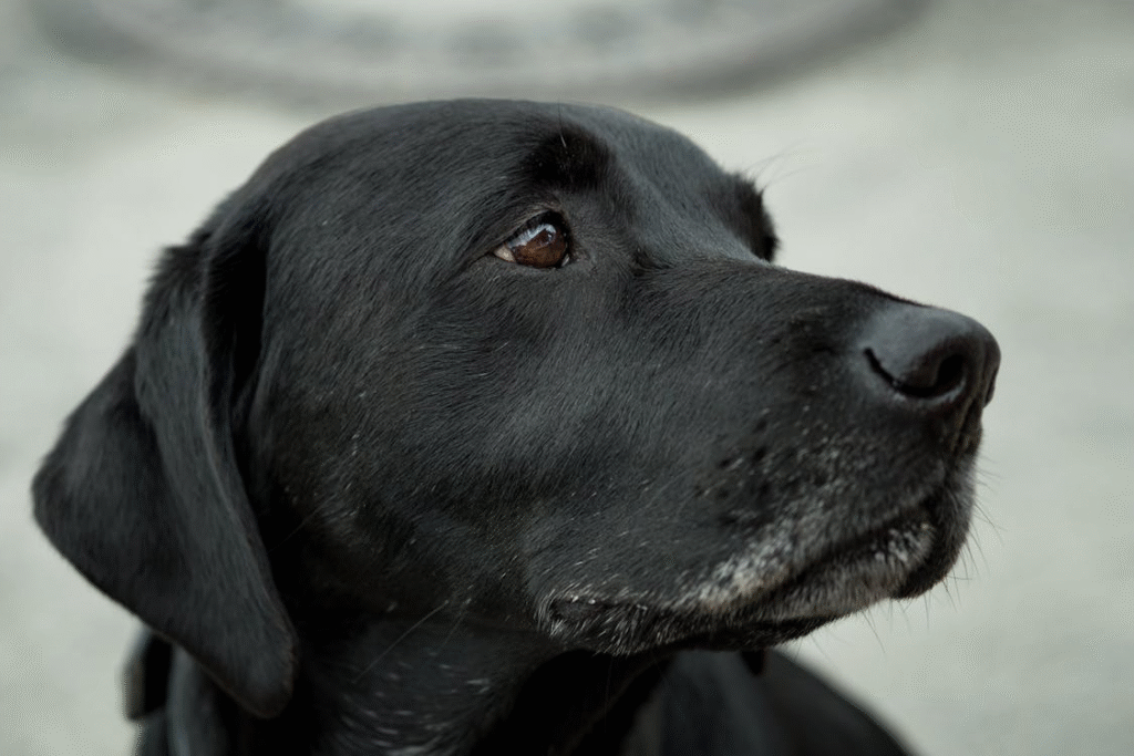 image of Labrador Retriever