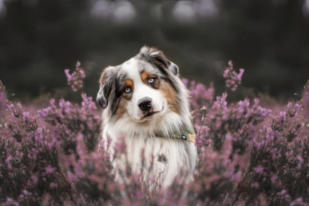 Australian Shepherd dog in flower bush