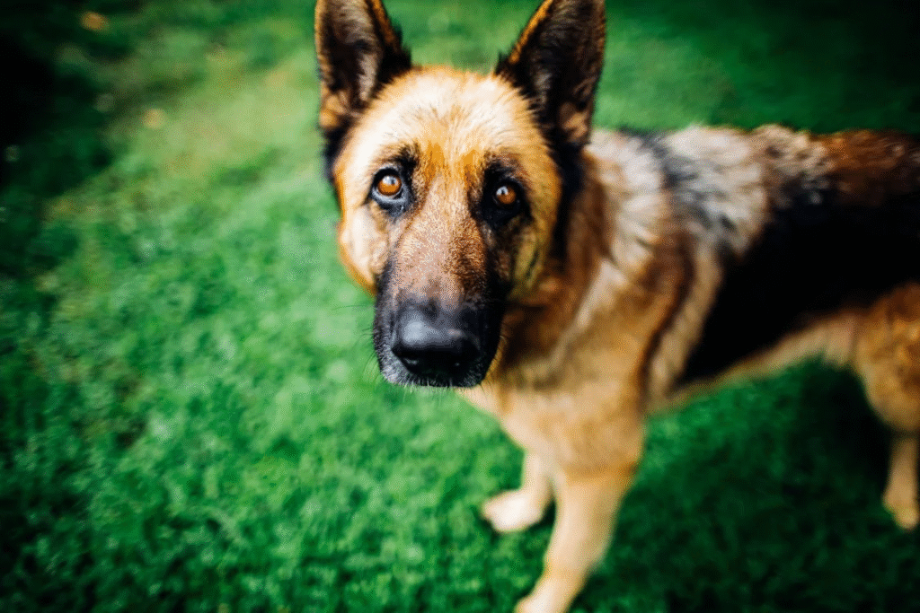 closeup of German Shepherd