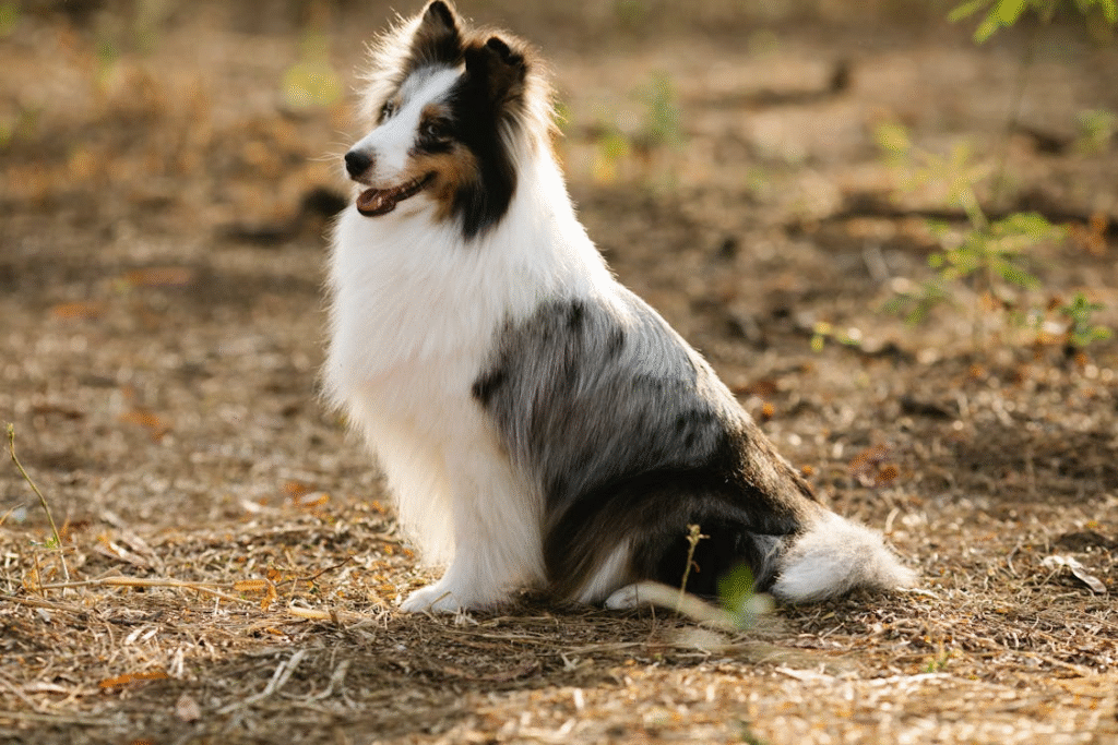 image of Shetland Sheepdog