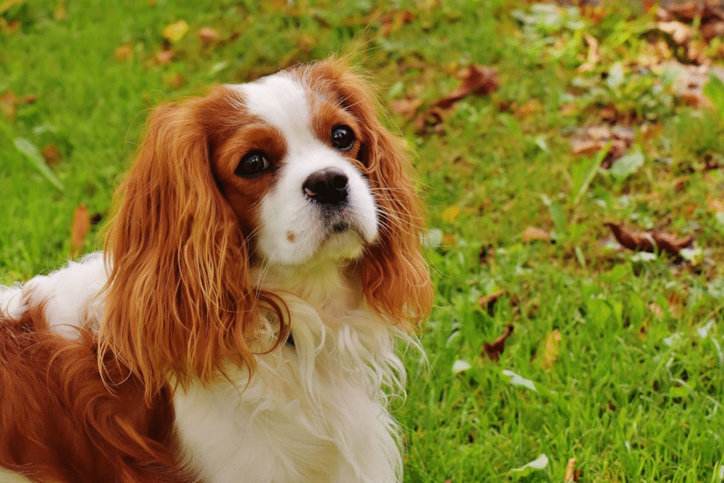 image of Cavalier King Charles Spaniel