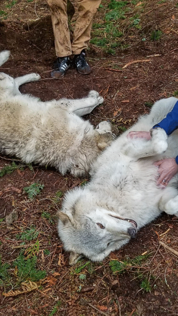 white wolves playing
