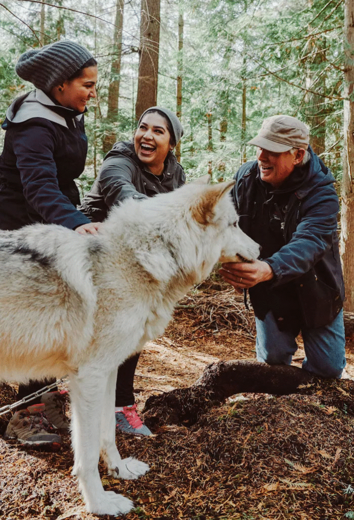people petting a grey wolf