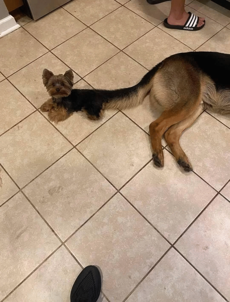 two dogs on floor