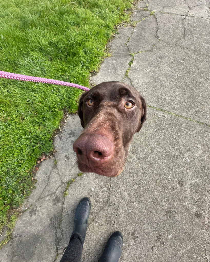 closeup of dog