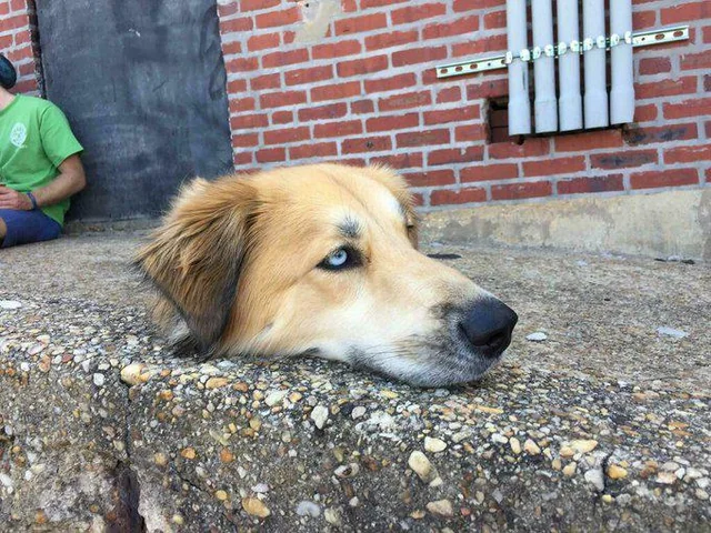dog on concreate