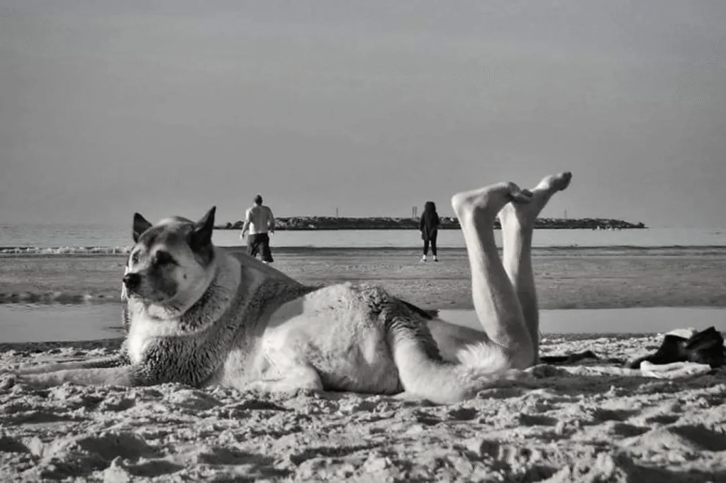 dog on beach