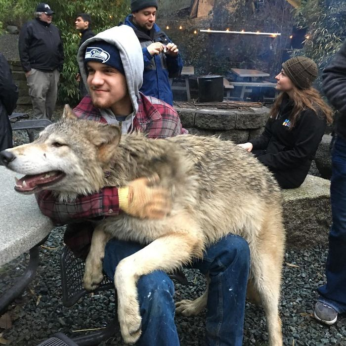 man holding wolf