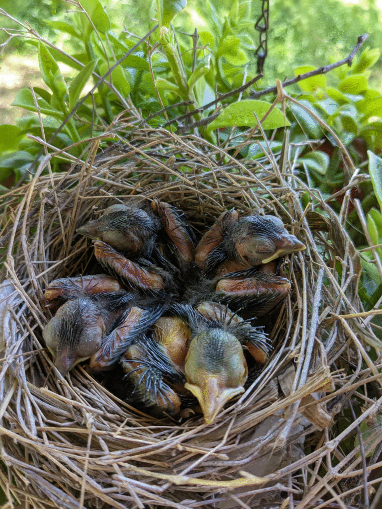 image of baby birds