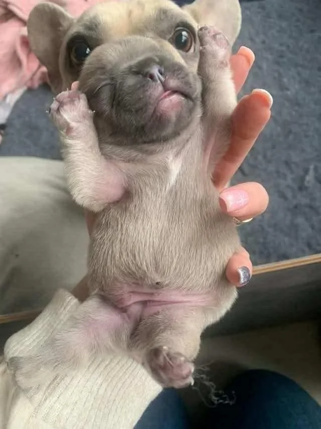 image of puppy