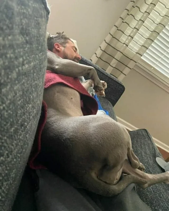 dog lying on couch