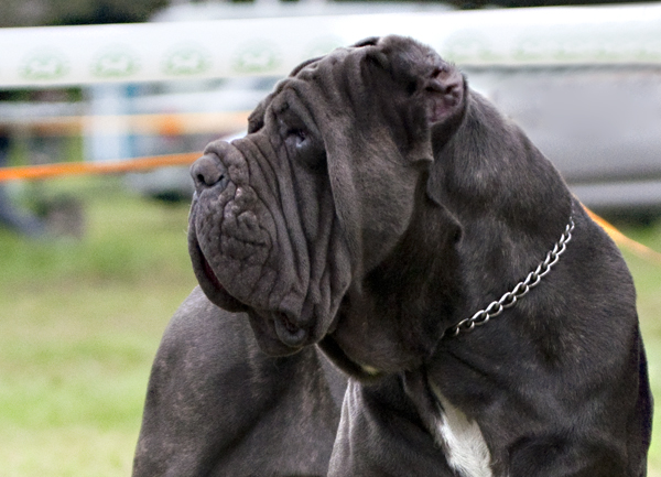 cute black dog 