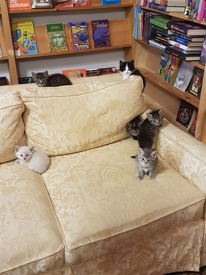 kittens on couch