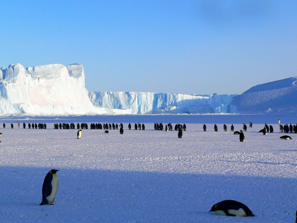 Penguins on Ice