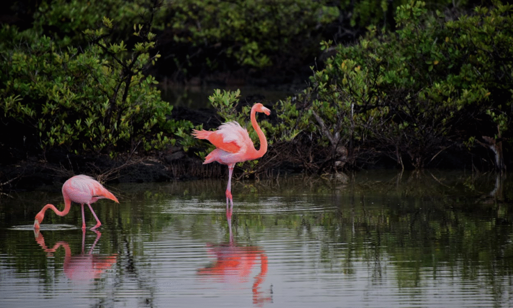 flamingoes in water