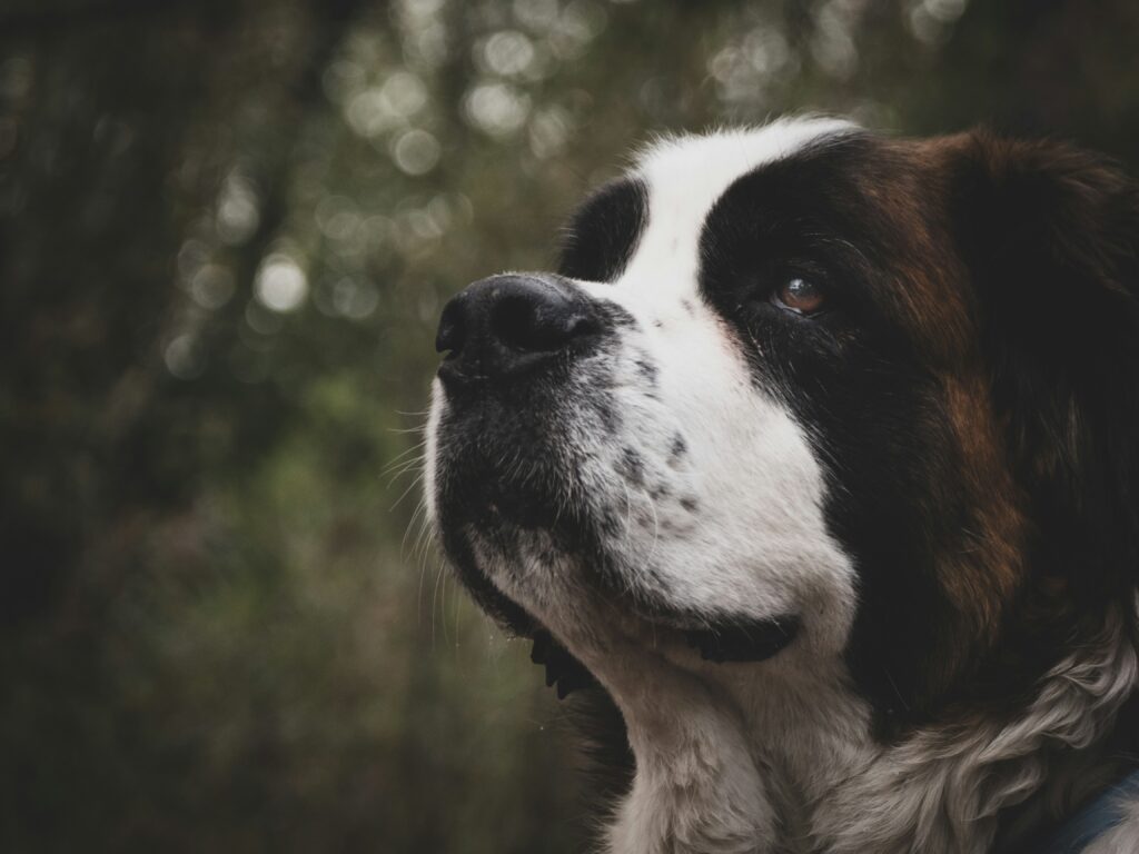 upclose image of a saint bernard