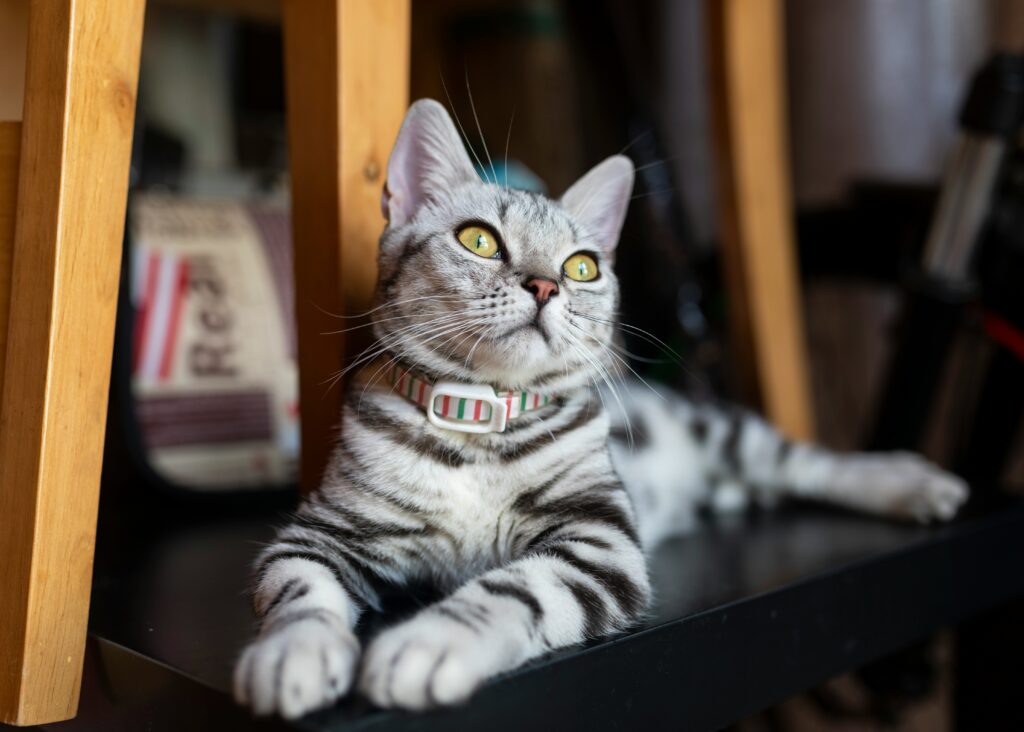 cat with collar and green eyes