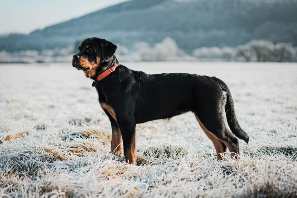 black dog on field