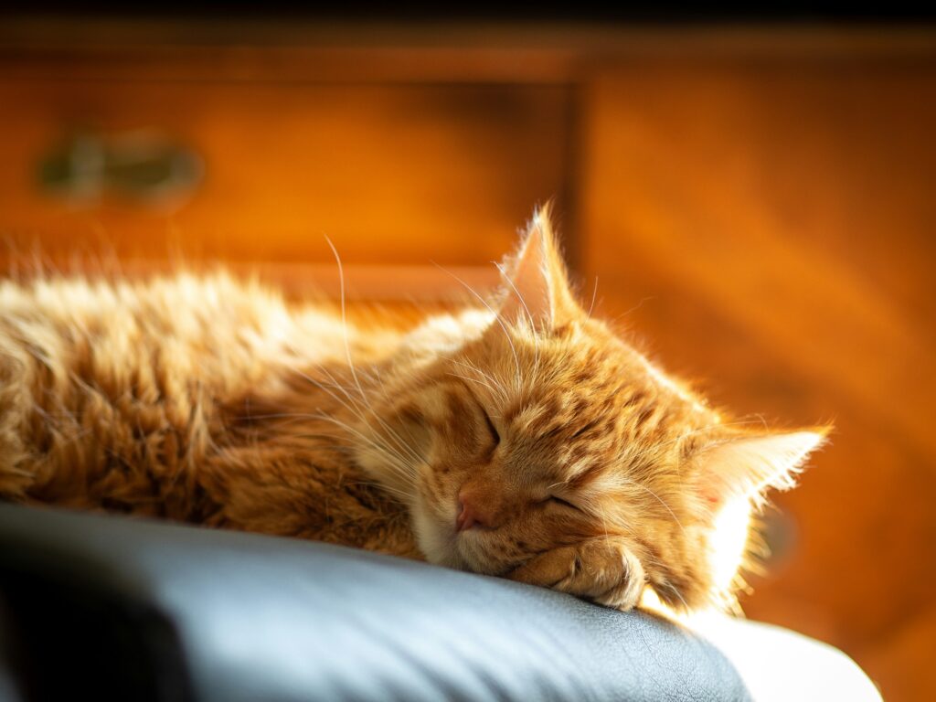 sleeping ginger cat