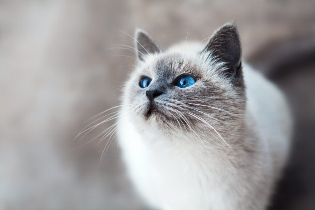 blue eyed rag doll cat