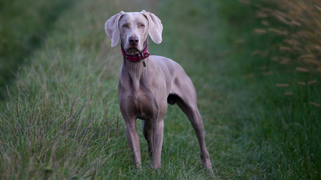 beautiful image of grate dane