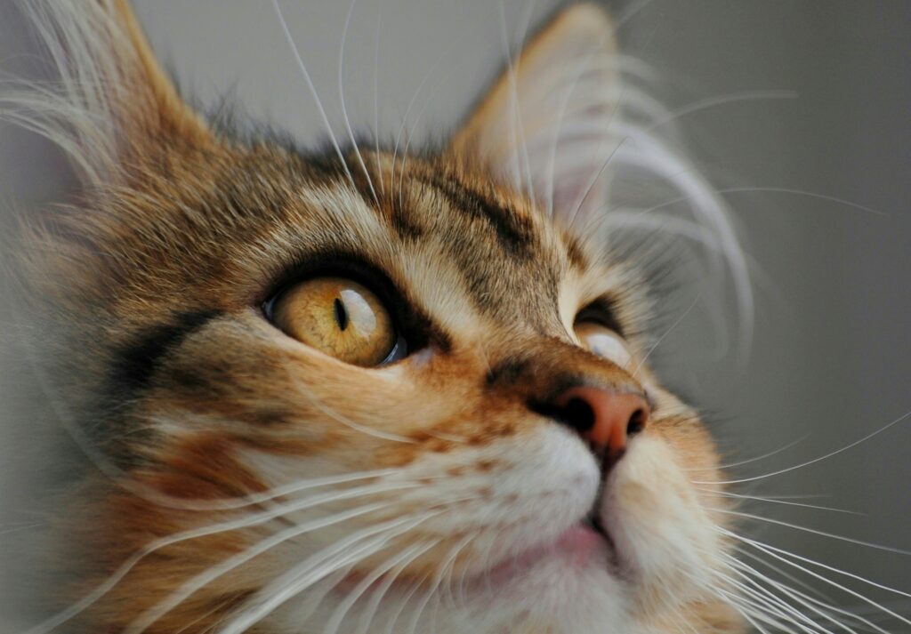 closeup of cats eye